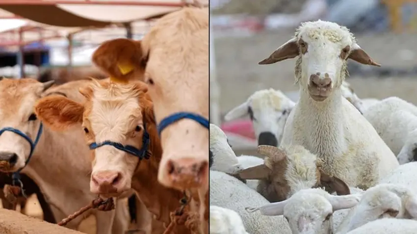 Hayvancılıkta büyüme yılı: Küçükbaş ve büyükbaş sayısında artış haberinin görseli