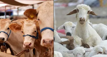 Hayvancılıkta büyüme yılı: Küçükbaş ve büyükbaş sayısında artış