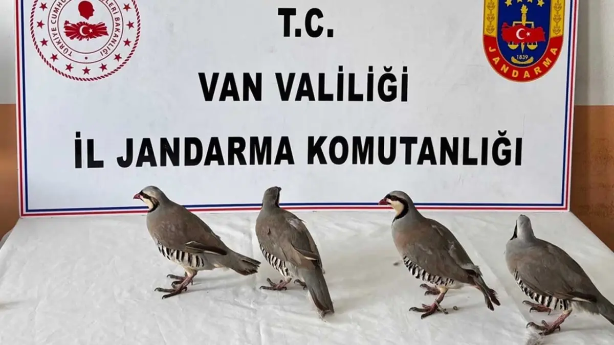 Kaçak avın bedeli ağır oldu: 4 keklik için 85 bin TL ceza! haberinin görseli