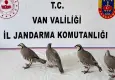 Kaçak avın bedeli ağır oldu: 4 keklik için 85 bin TL ceza!