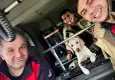 Torbalı’da selde mahsur kalan köpeği itfaiye kurtardı