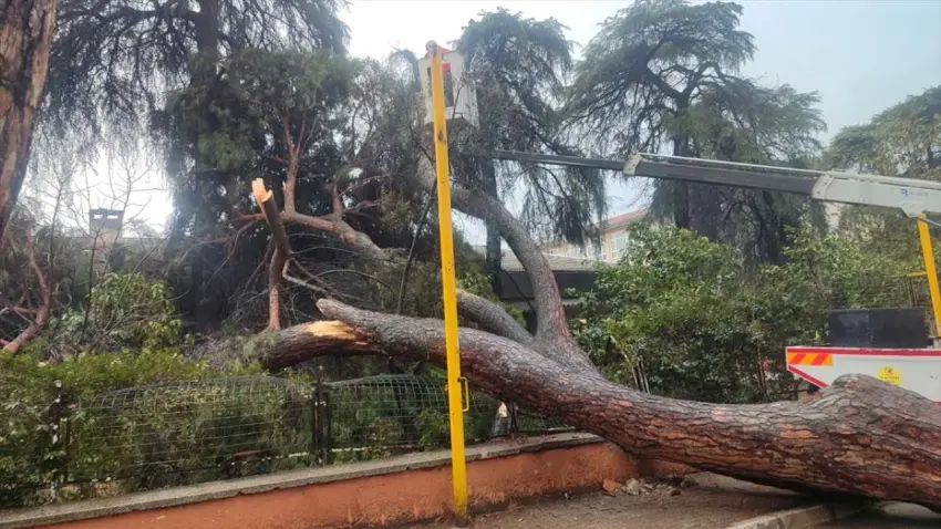İzmir’de dev çam ağacı okul bahçesinin duvarına devrildi