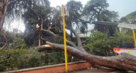 İzmir’de dev çam ağacı okul bahçesinin duvarına devrildi