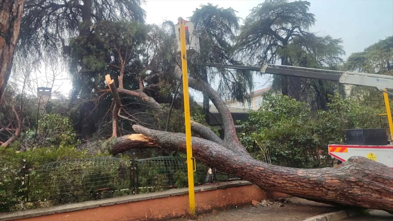 İzmir’de dev çam ağacı okul bahçesinin duvarına devrildi