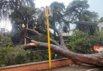 İzmir’de dev çam ağacı okul bahçesinin duvarına devrildi
