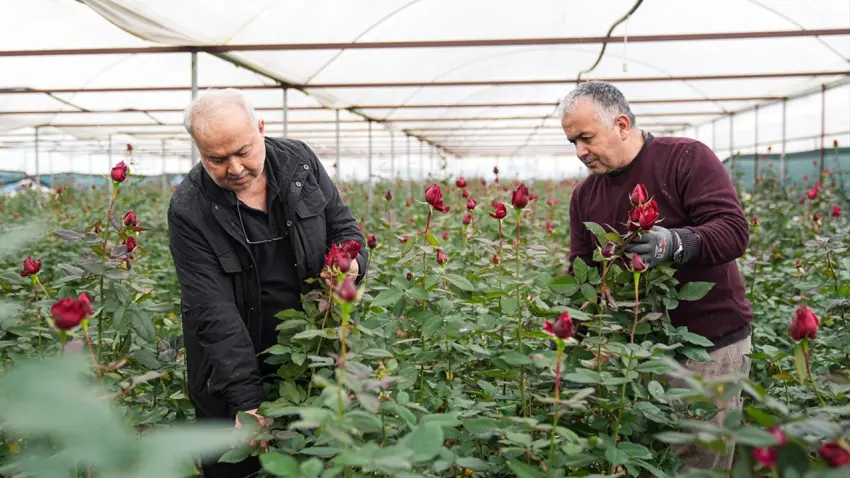 İzmir’de Sevgililer Günü öncesi gül hasadı hızlandı