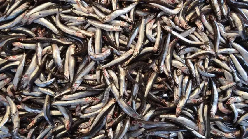 Hamsi fiyatları çakıldı!  haberinin görseli
