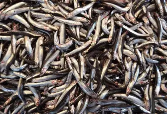 Hamsi fiyatları çakıldı! 