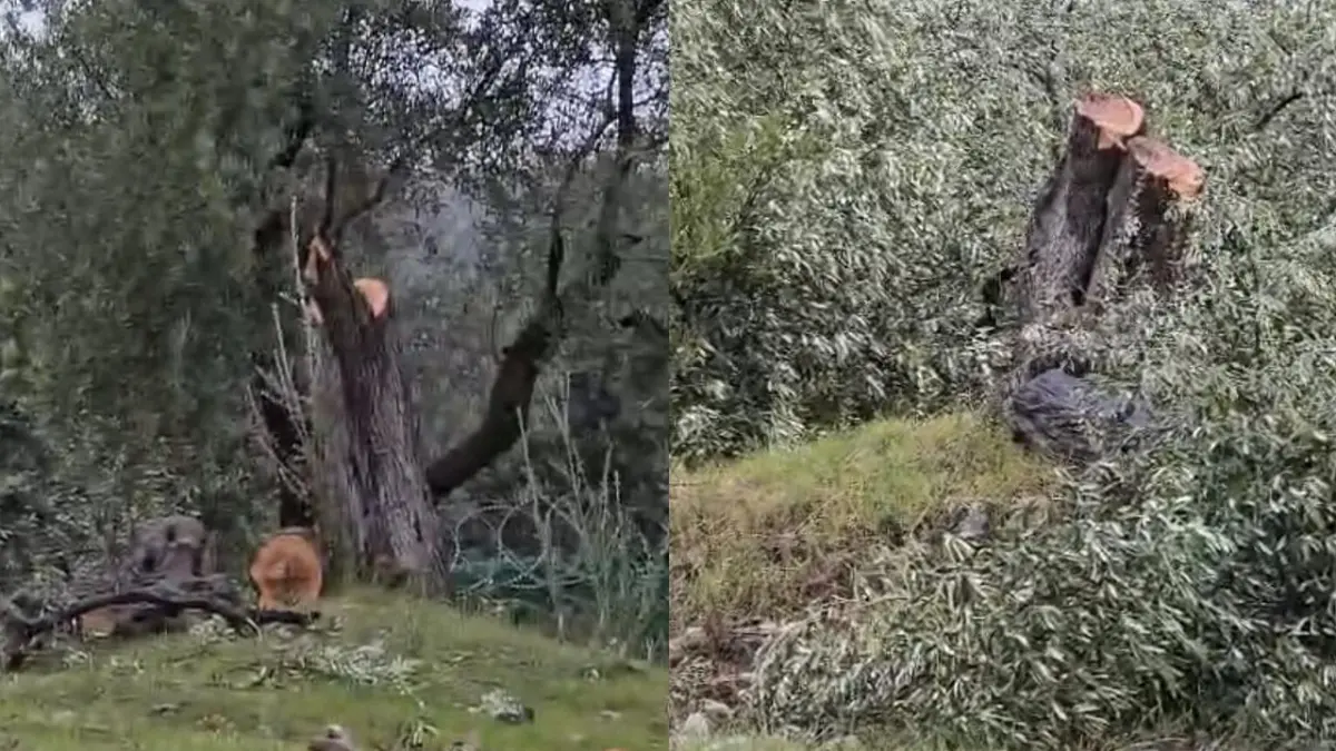 Milas’ta zeytin ağaçlarının kesildiği iddiası üzerine inceleme başlatıldı! haberinin görseli