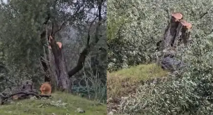 Milas’ta zeytin ağaçlarının kesildiği iddiası üzerine inceleme başlatıldı!