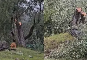 Milas’ta zeytin ağaçlarının kesildiği iddiası üzerine inceleme başlatıldı!