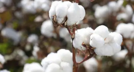 Ege’de pamuk dönemi kapanıyor: Çiftçinin yeni rotası hububat