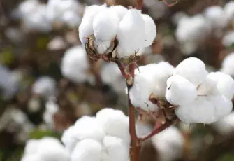 Ege’de pamuk dönemi kapanıyor: Çiftçinin yeni rotası hububat