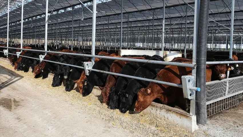 Et ve Süt Kurumundan teslimat iddialarına yanıt: 400 bin hayvan besicilere ulaştırıldı haberinin görseli