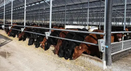 Et ve Süt Kurumundan teslimat iddialarına yanıt: 400 bin hayvan besicilere ulaştırıldı