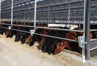 Et ve Süt Kurumundan teslimat iddialarına yanıt: 400 bin hayvan besicilere ulaştırıldı