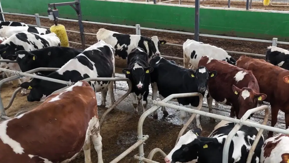 İnekler için ortopedik yatak üretildi başlıklı video haberin görseli