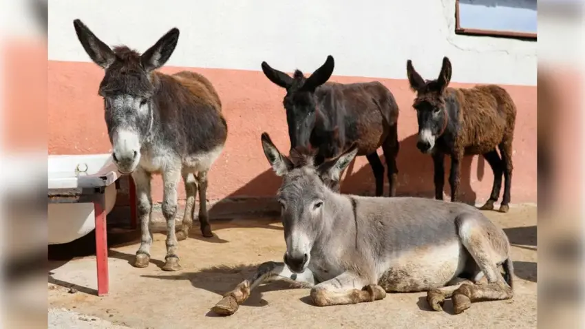 Tek tırnaklı sayısı 20 yılda hızla azaldı haberinin görseli