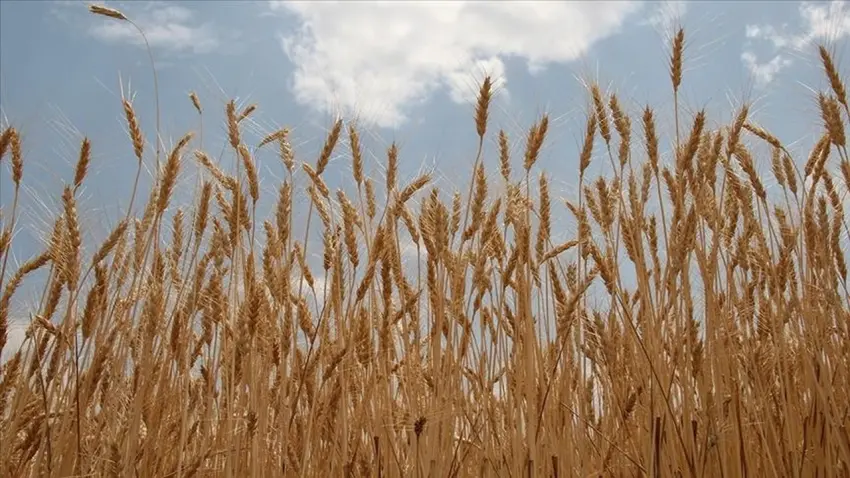 TMO’dan buğday piyasasına serbest satış hamlesi haberinin görseli