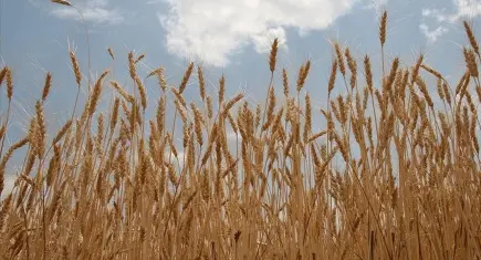 TMO’dan buğday piyasasına serbest satış hamlesi