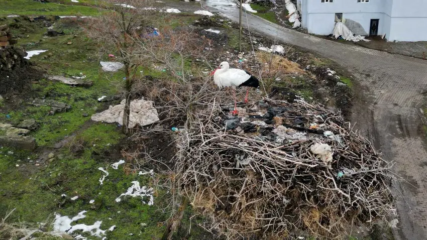 3 yıldır göç etmeyen leylek, aynı yuvada kışı geçiriyor