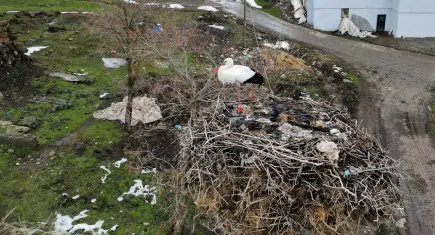 3 yıldır göç etmeyen leylek, aynı yuvada kışı geçiriyor
