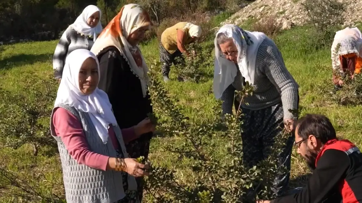 Kadınlar, sakız ağacına yeniden can verdi başlıklı video haberin görseli