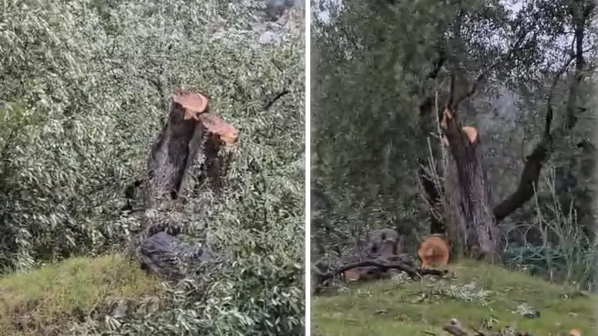 Muğla’da zeytin ağaçları krizi: Ruhsat ve Denetim Müdürü Cenk Soydan görevden alındı haberinin görseli