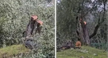 Muğla’da zeytin ağaçları krizi: Ruhsat ve Denetim Müdürü Cenk Soydan görevden alındı
