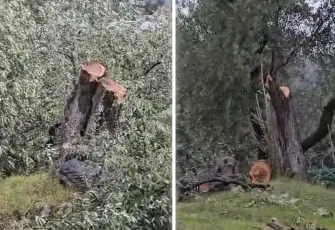 Muğla’da zeytin ağaçları krizi: Ruhsat ve Denetim Müdürü Cenk Soydan görevden alındı