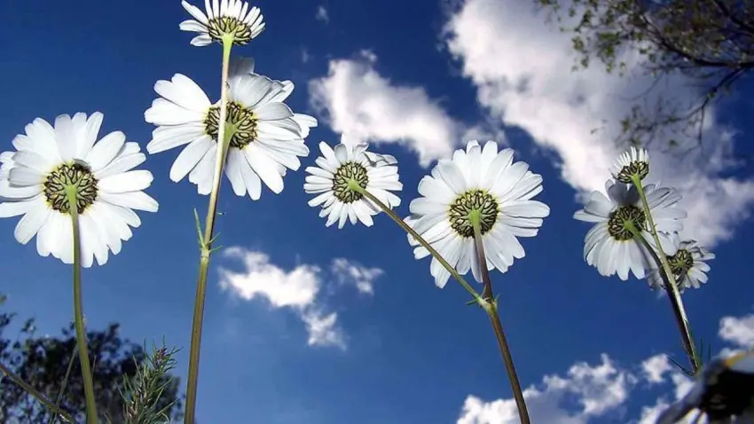 Baharın ilk müjdesi: Cemre düştü mü? Cemre havaya, suya, toprağa hangi tarihlerde düşecek?