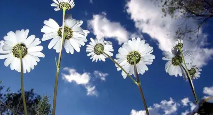 Baharın ilk müjdesi: Cemre düştü mü? Cemre havaya, suya, toprağa hangi tarihlerde düşecek?