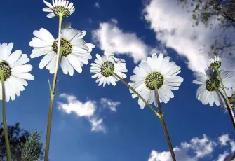 Baharın ilk müjdesi: Cemre düştü mü? Cemre havaya, suya, toprağa hangi tarihlerde düşecek?