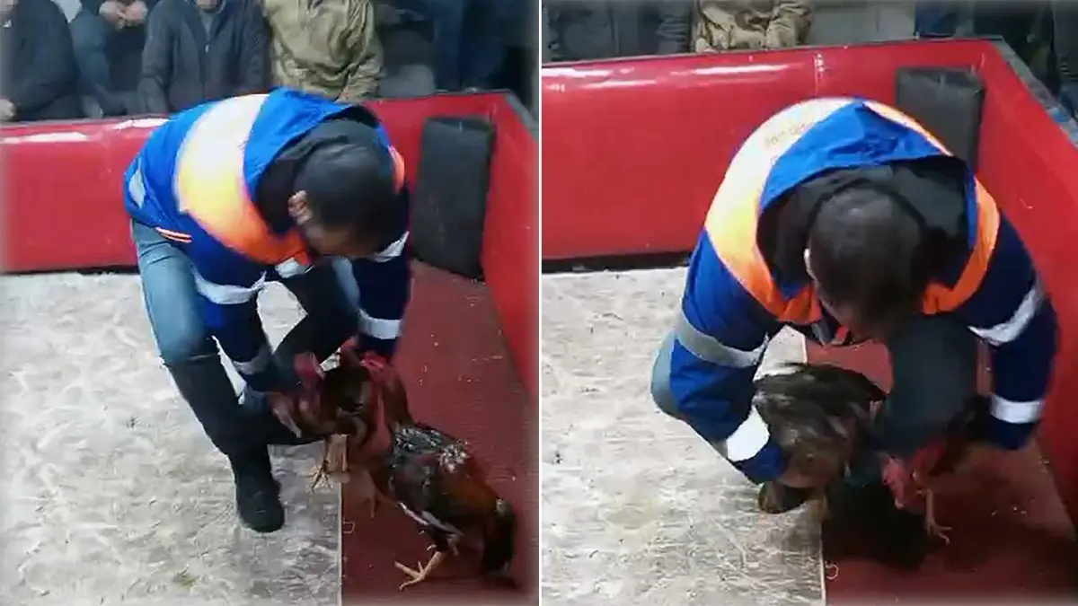 Polisten temizlik işçisi kılığında horoz dövüşü baskını haberinin görseli