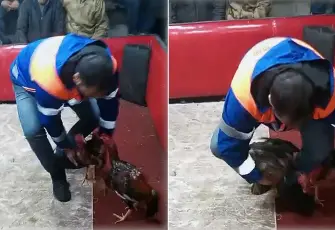 Polisten temizlik işçisi kılığında horoz dövüşü baskını