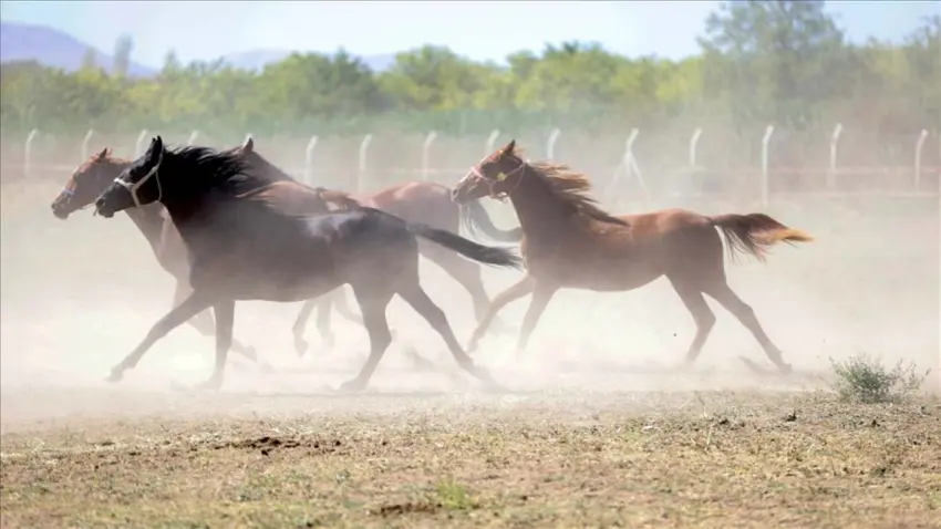 TİGEM’den ‘kayıp atlar’ iddiasına yalanlama: 100 milyon lira değil, yaklaşık 800 bin lira haberinin görseli