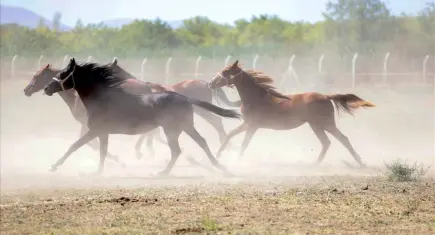 TİGEM’den ‘kayıp atlar’ iddiasına yalanlama: 100 milyon lira değil, yaklaşık 800 bin lira