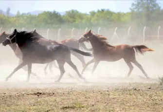 TİGEM’den ‘kayıp atlar’ iddiasına yalanlama: 100 milyon lira değil, yaklaşık 800 bin lira