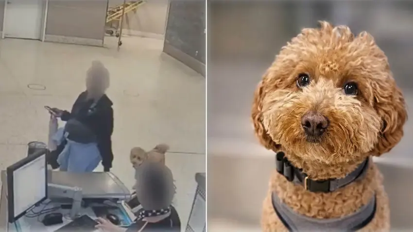 Havalimanında skandal görüntü: Uçağa alınmayan köpeğini kontuara bağlayıp gitti! haberinin görseli