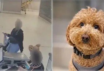 Havalimanında skandal görüntü: Uçağa alınmayan köpeğini kontuara bağlayıp gitti!