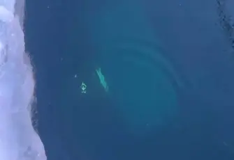 Baykal Gölü’nde can pazarı: Buz tabakası kırıldı, turistleri taşıyan araç göl sularına gömüldü