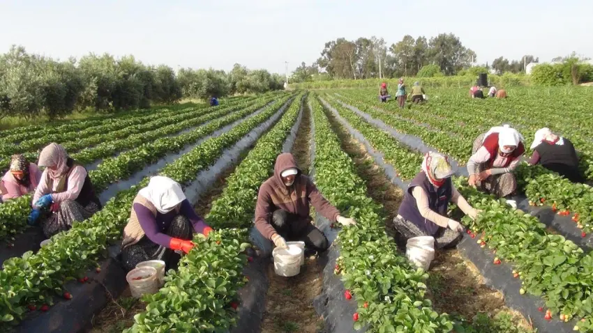 Tarımda üretim alarmı: Borç 1,2 trilyon liraya dayandı haberinin görseli