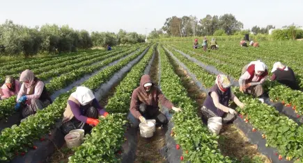 Tarımda üretim alarmı: Borç 1,2 trilyon liraya dayandı