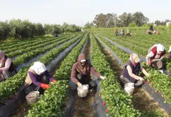 Tarımda üretim alarmı: Borç 1,2 trilyon liraya dayandı
