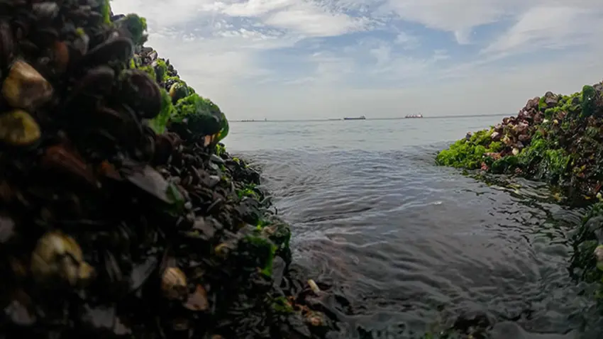 İzmir Körfezi'nde toplanan midyelerde Hepatit A ve Norovirüs tespit edildi