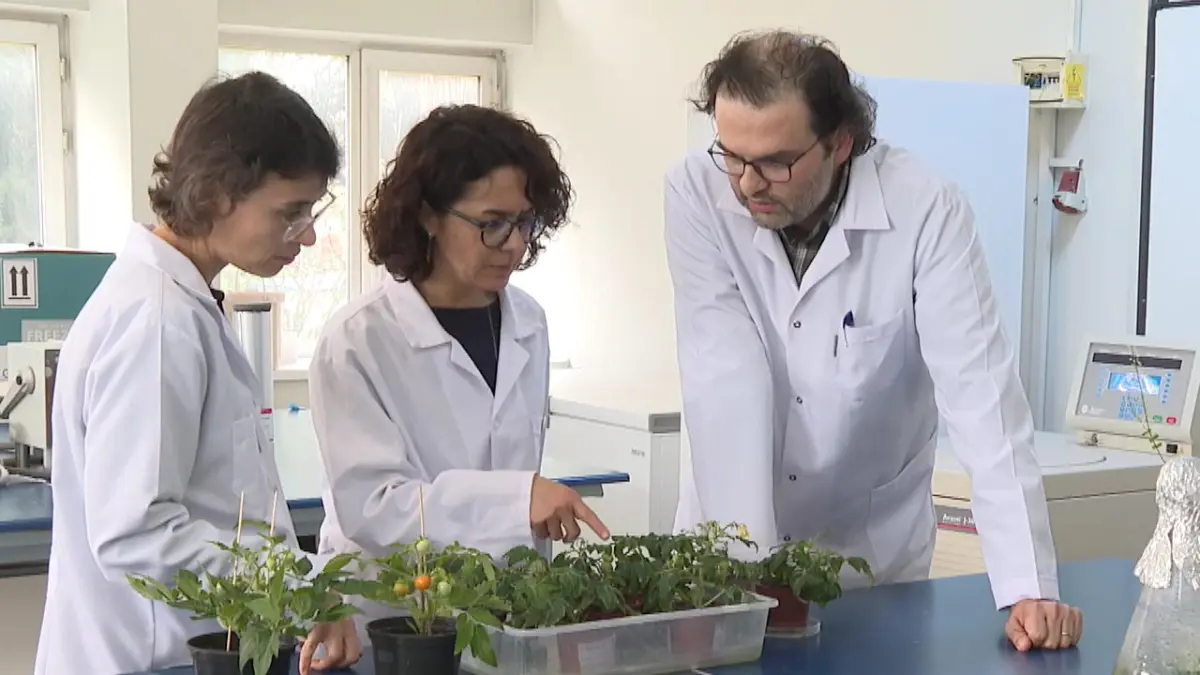 Türk bilim insanları, Ay ve Mars regolitleri benzerinde domates yetiştirdi görseli