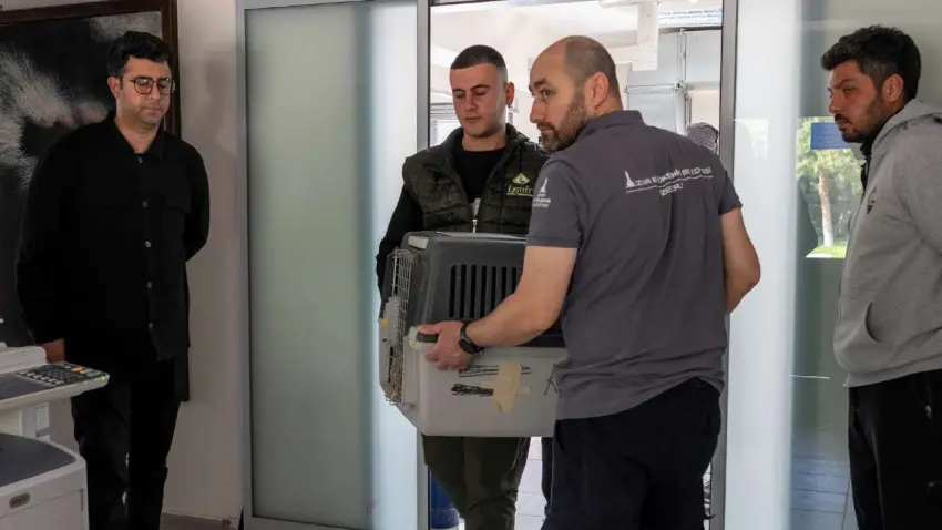 Yaralı saz kedisi İzmir’de iyileşti haberinin görseli