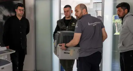 Yaralı saz kedisi İzmir’de iyileşti