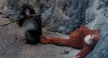 Japonya’da ‘Punch’ krizi: Viral görüntüler hayvan hakları tartışmasını alevlendirdi