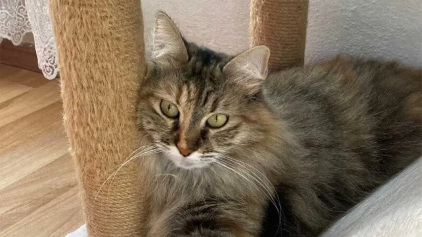 Kedisi Tekila’yı uçakta kaybeden Esra Uzman’dan imza kampanyası haberinin görseli